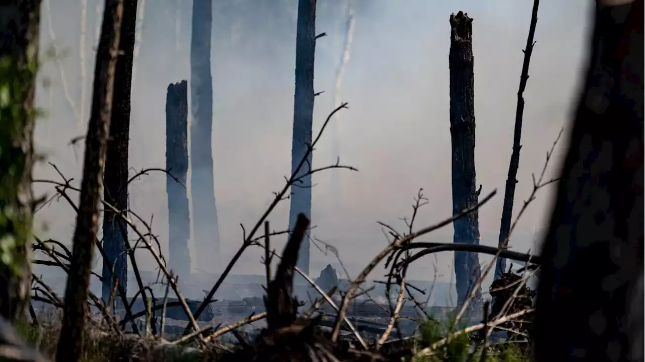 Höchste von fünf Stufen: Wetterdienst sieht große Waldbrandgefahr in fast ganz Brandenburg