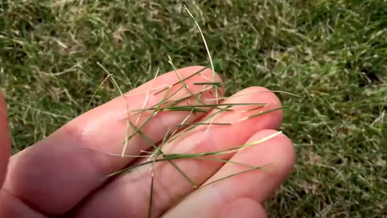 My tonic creates a greener lawn using cheap kitchen staples - it's super easy