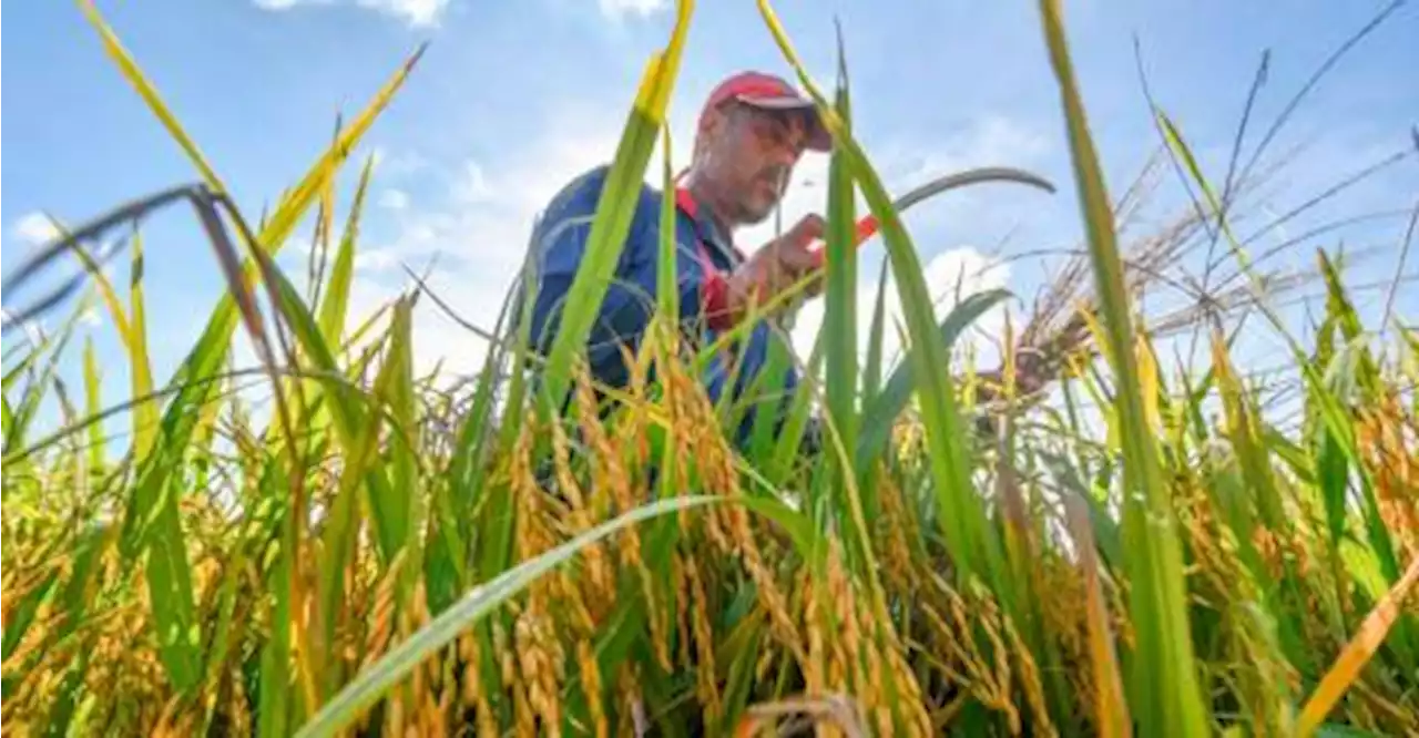 Unity govt to protect padi farmers’ well-being, boost their income