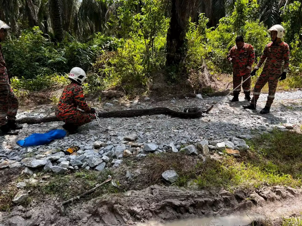 Bomba tangkap ular sawa 70kg