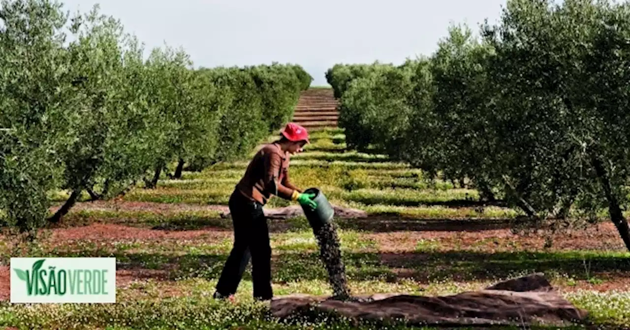 Visão | Como tornar as azeitonas… verdes