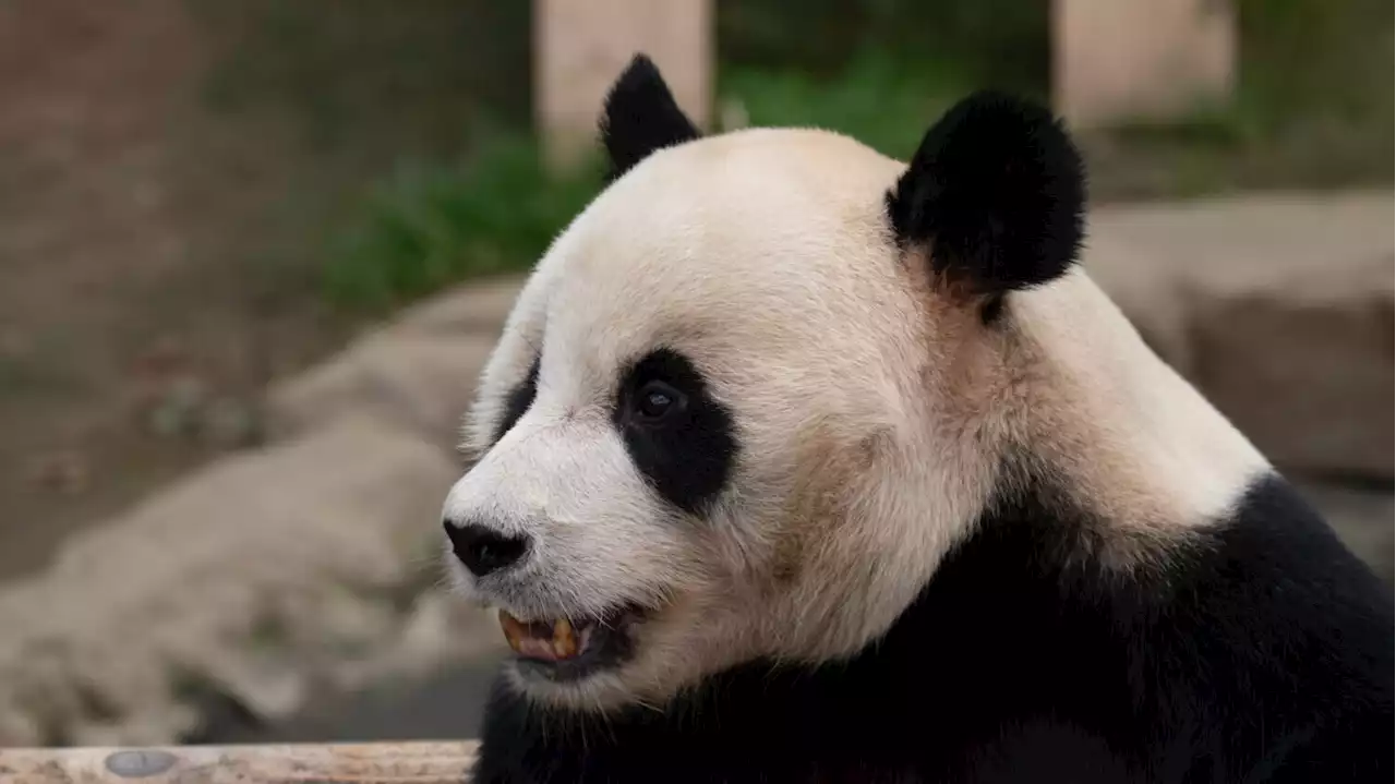 A giant panda just gave birth to adorable twin cubs