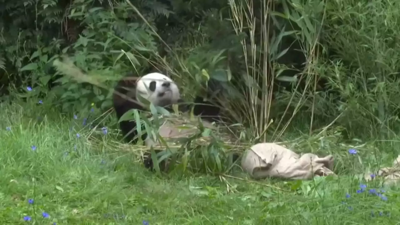 Berlin Zoo celebrates giant panda Jiao Qing's birthday with special gift