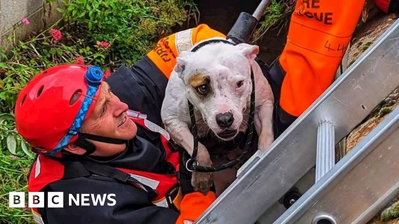 Loughborough: Shivering dog rescued from water tunnel