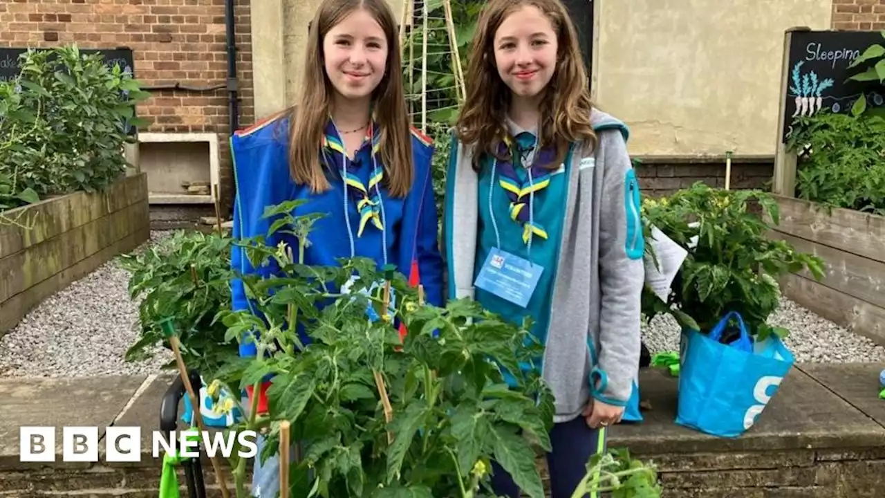 Todmorden: Sisters grow and hand out 240 tomato plants