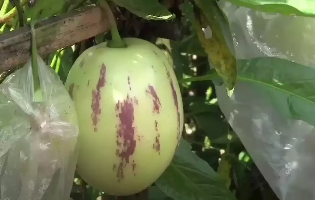 Budidaya Buah Pepino, Buah Berkhasiat dari Amerika Latin