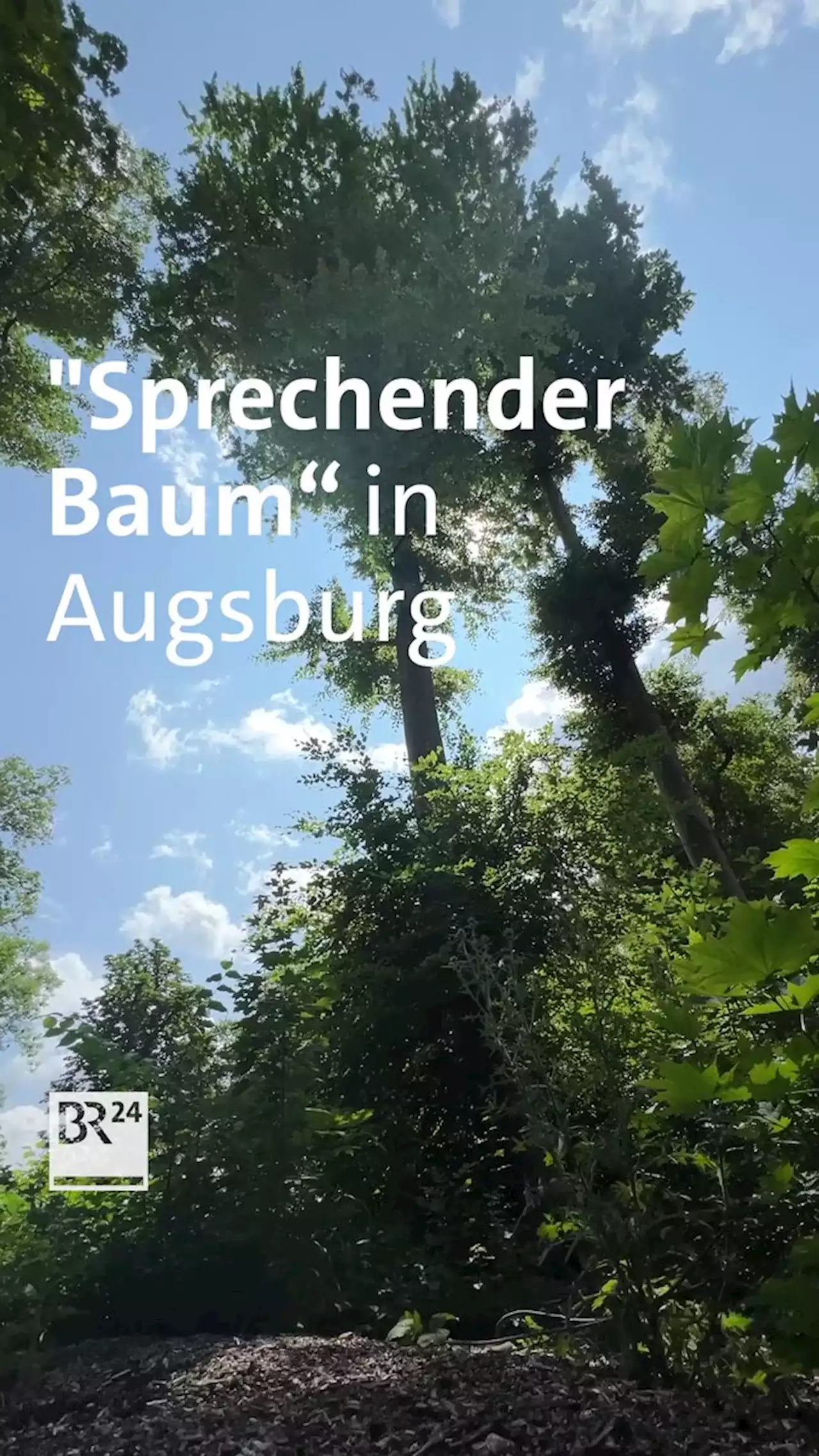 'Sprechender' Baum in Augsburg: Fakten statt Märchen