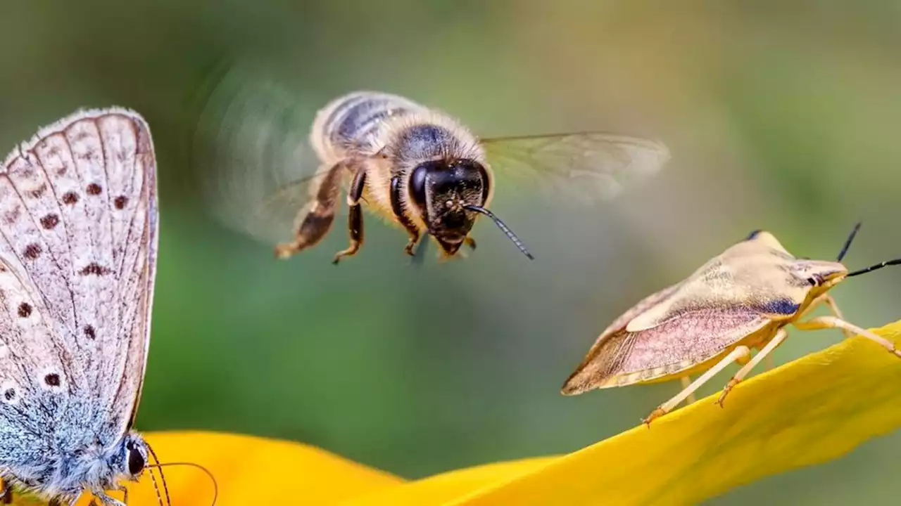 Welche Insekten darf man töten?