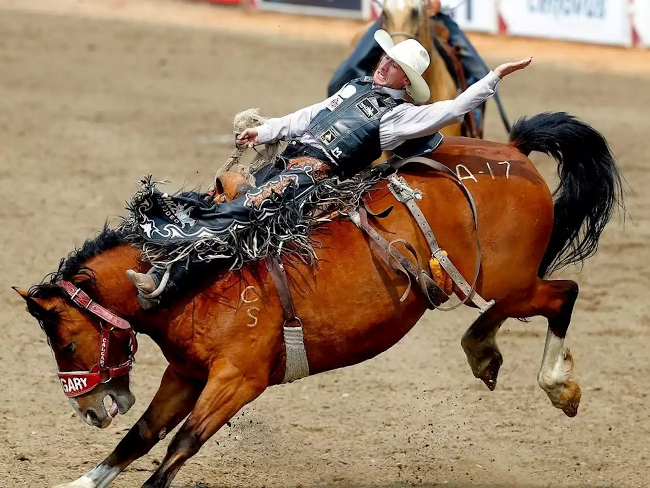 Alberta saddle-bronc riders make up half of Stampede's Showdown Sunday