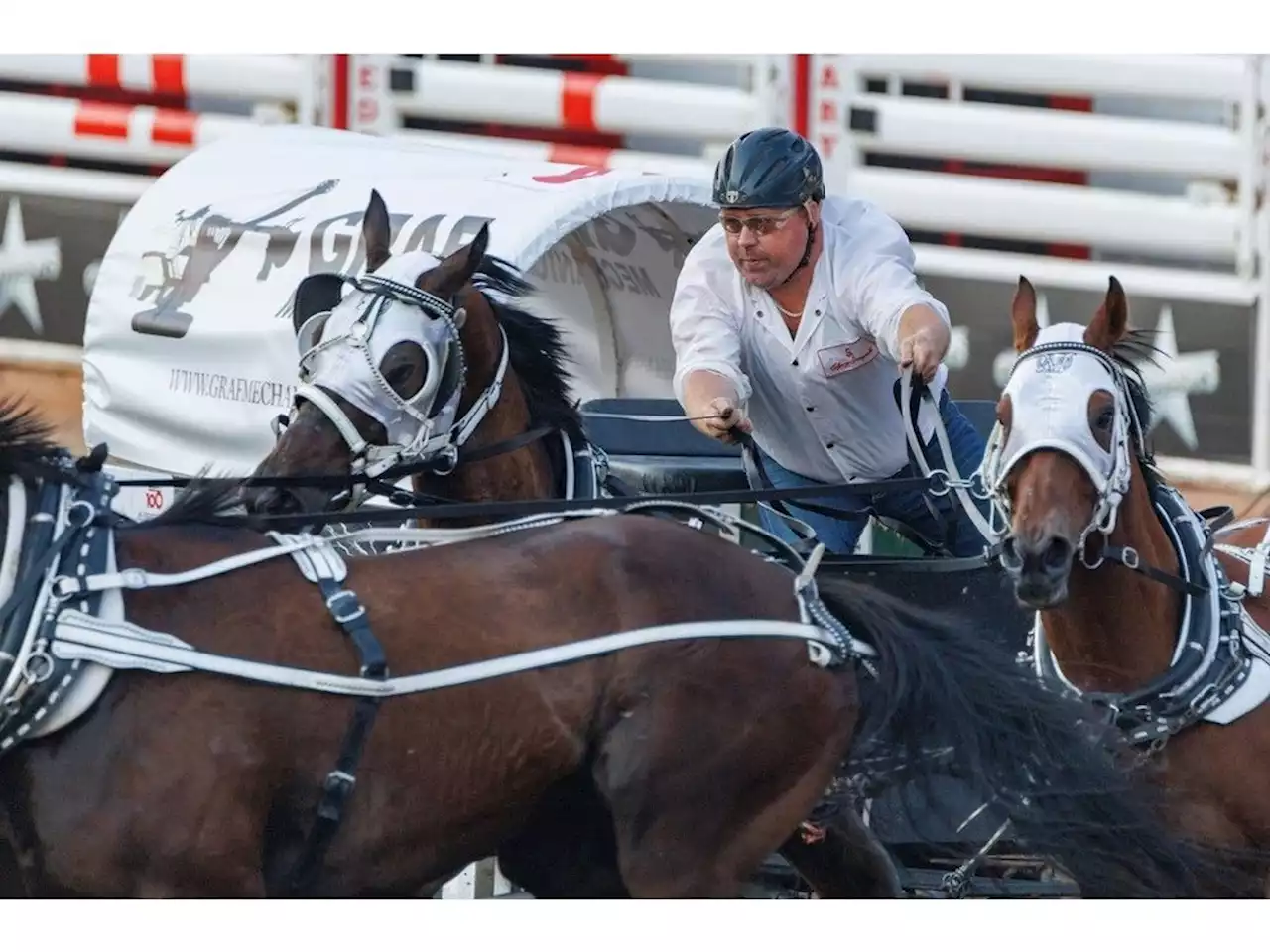 Horse euthanized after injury at Calgary Stampede chuckwagon race