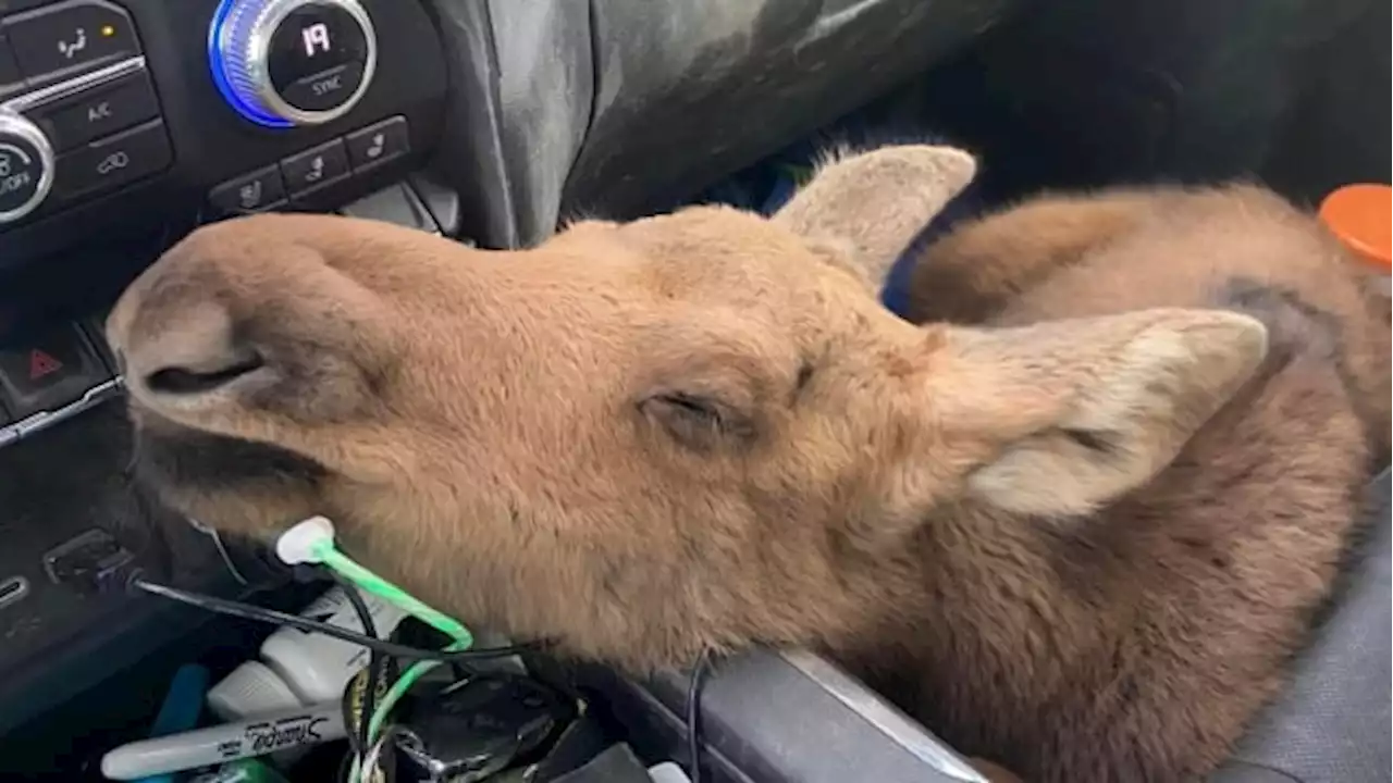 B.C. man fired from job after saving moose calf on the highway | CBC News