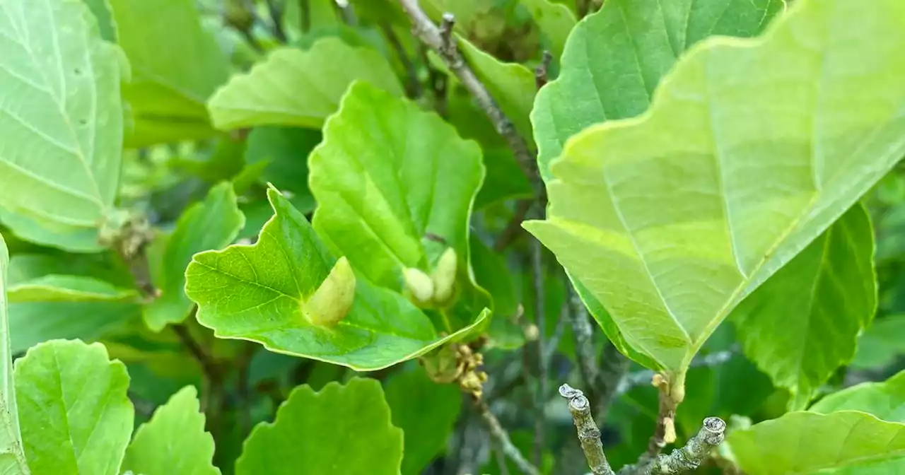 Don’t bother controlling leaf galls