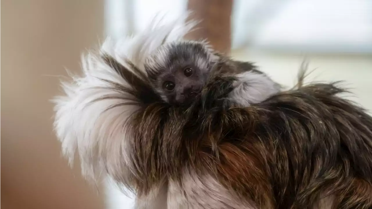 CUTE: Zoo welcomes newborn cotton-top tamarin