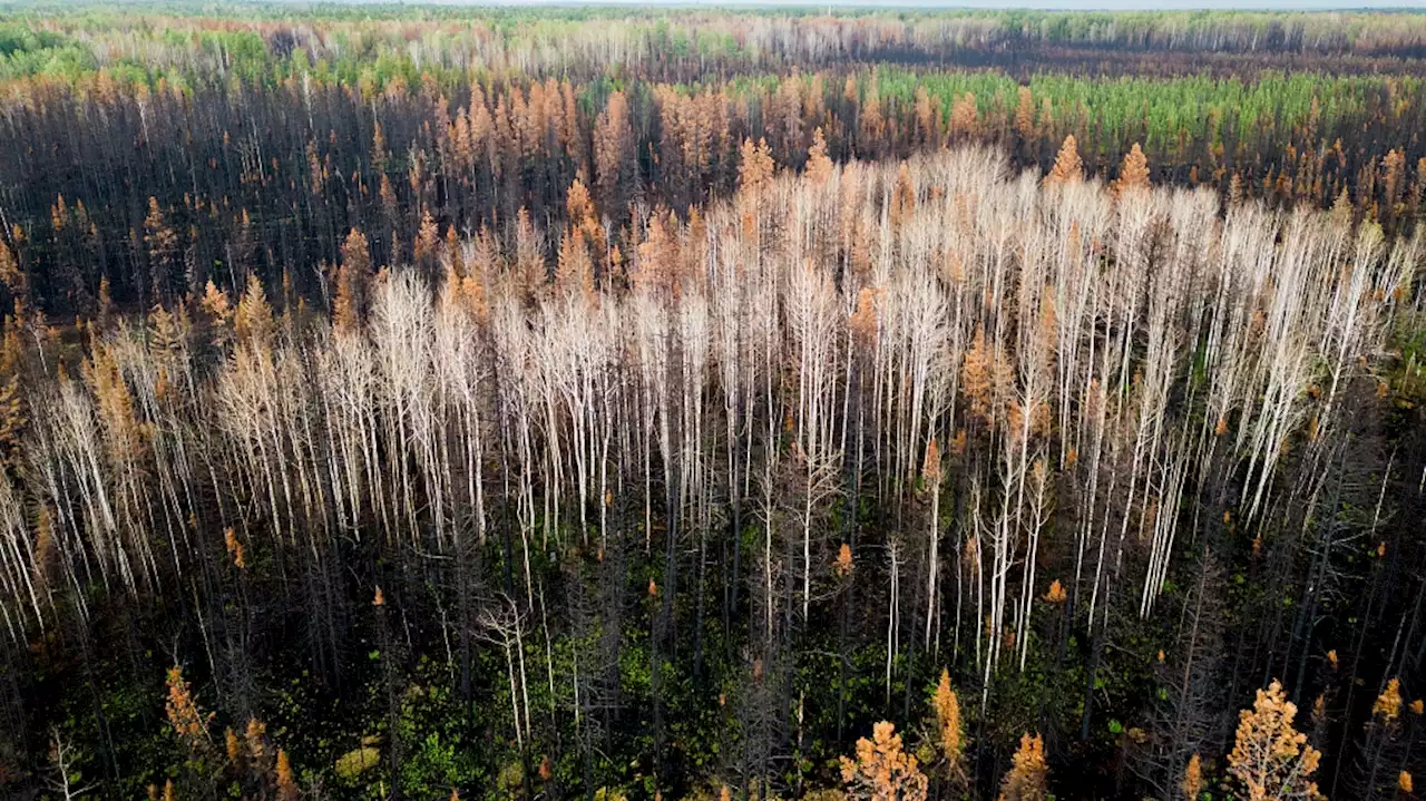 Record-breaking 10 million hectares of land burned in Canada's wildfires