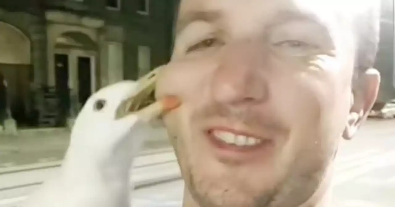 Man attacked by seagull while filming selfie video with bird in Scots city