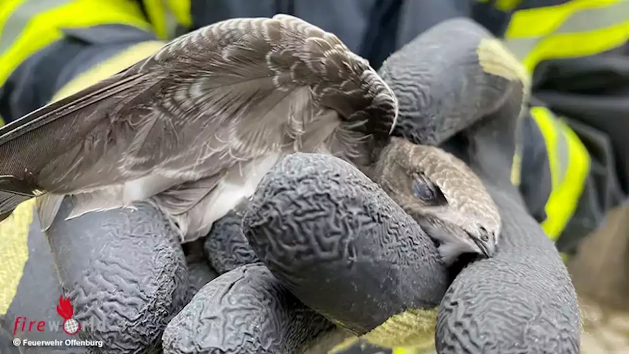 D: Mauersegler hängt in Offenburg hilflos aus seinem Nest