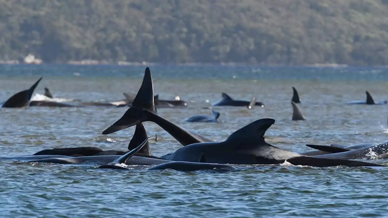 Rescuers respond to mass stranding of whales off Scotland