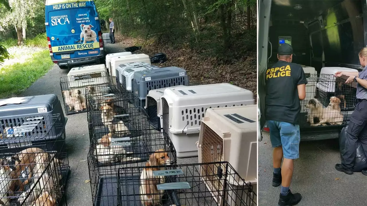 More than 70 Jack Russell terrier mix puppies and adult dogs rescued from Pennsylvania home