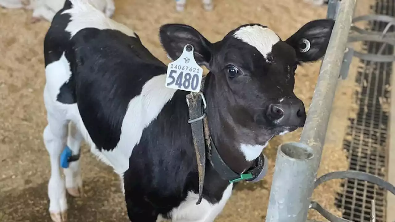 IoT leads to early diagnosis of calf-killing pneumonia