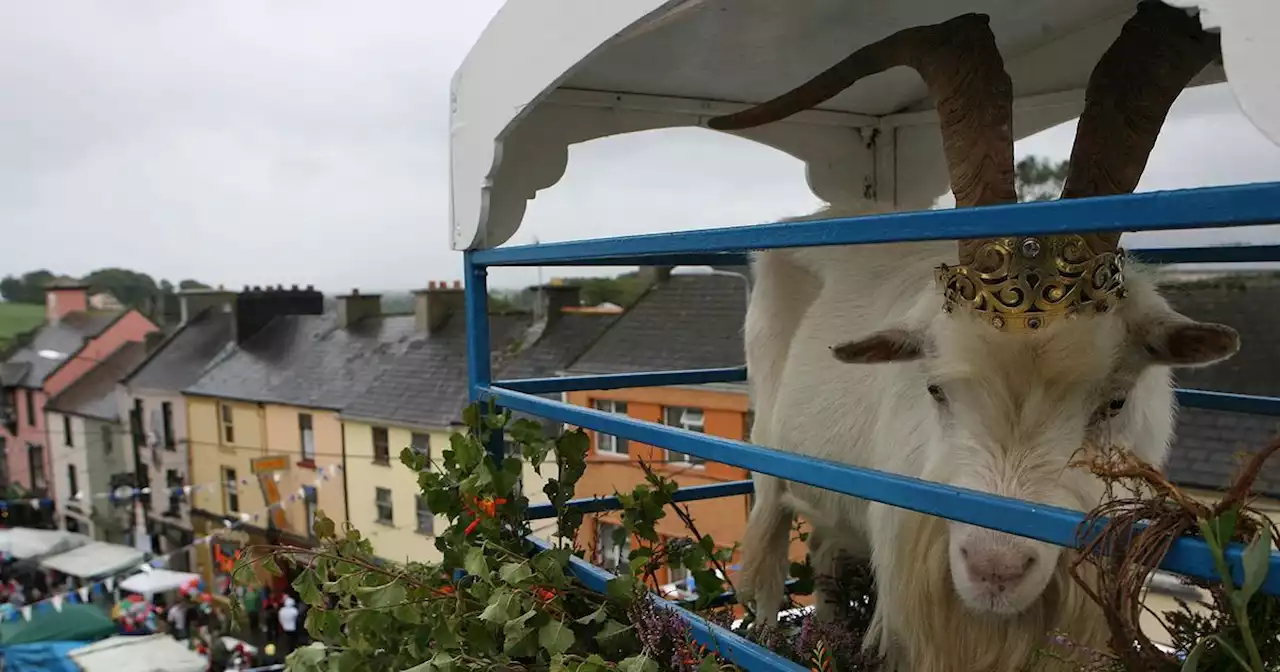 Puck Fair organisers scale back festival plans after huge animal rights backlash