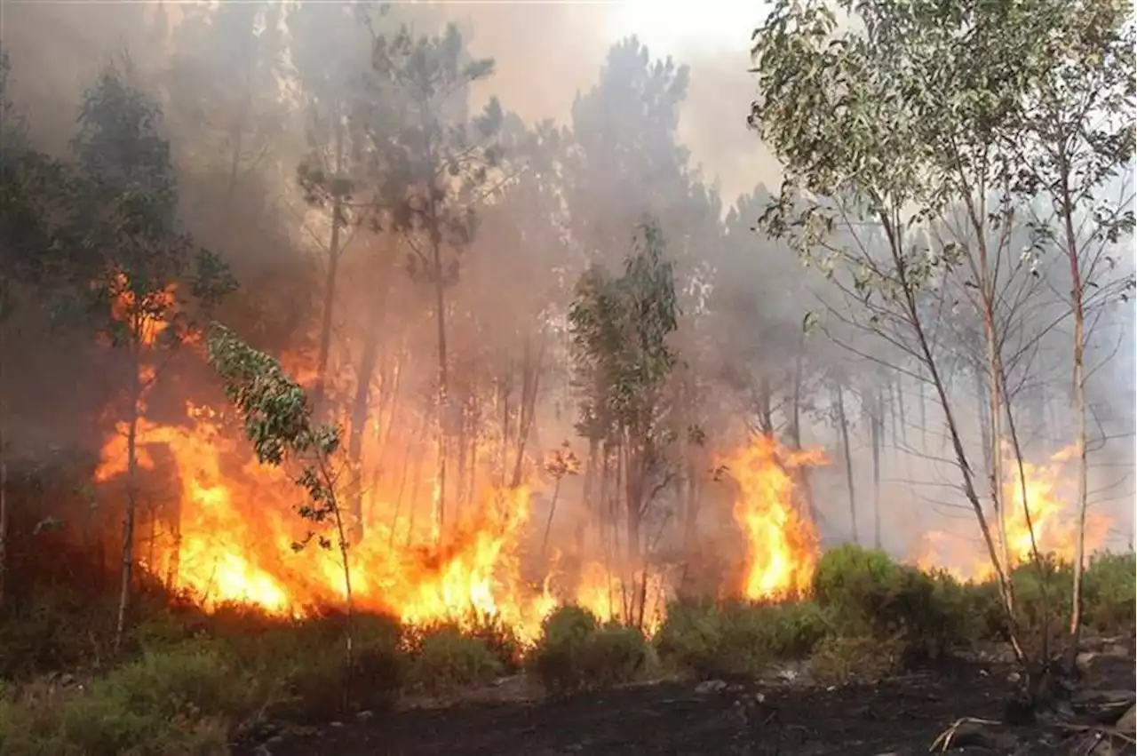 Perigo máximo de incêndio em 18 concelhos de três distritos