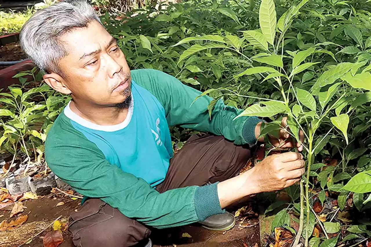 Kecantikan Tabebuya Penghias Jalanan Kota Surabaya, Ditanam di Bawah Sinar Matahari - Jawa Pos