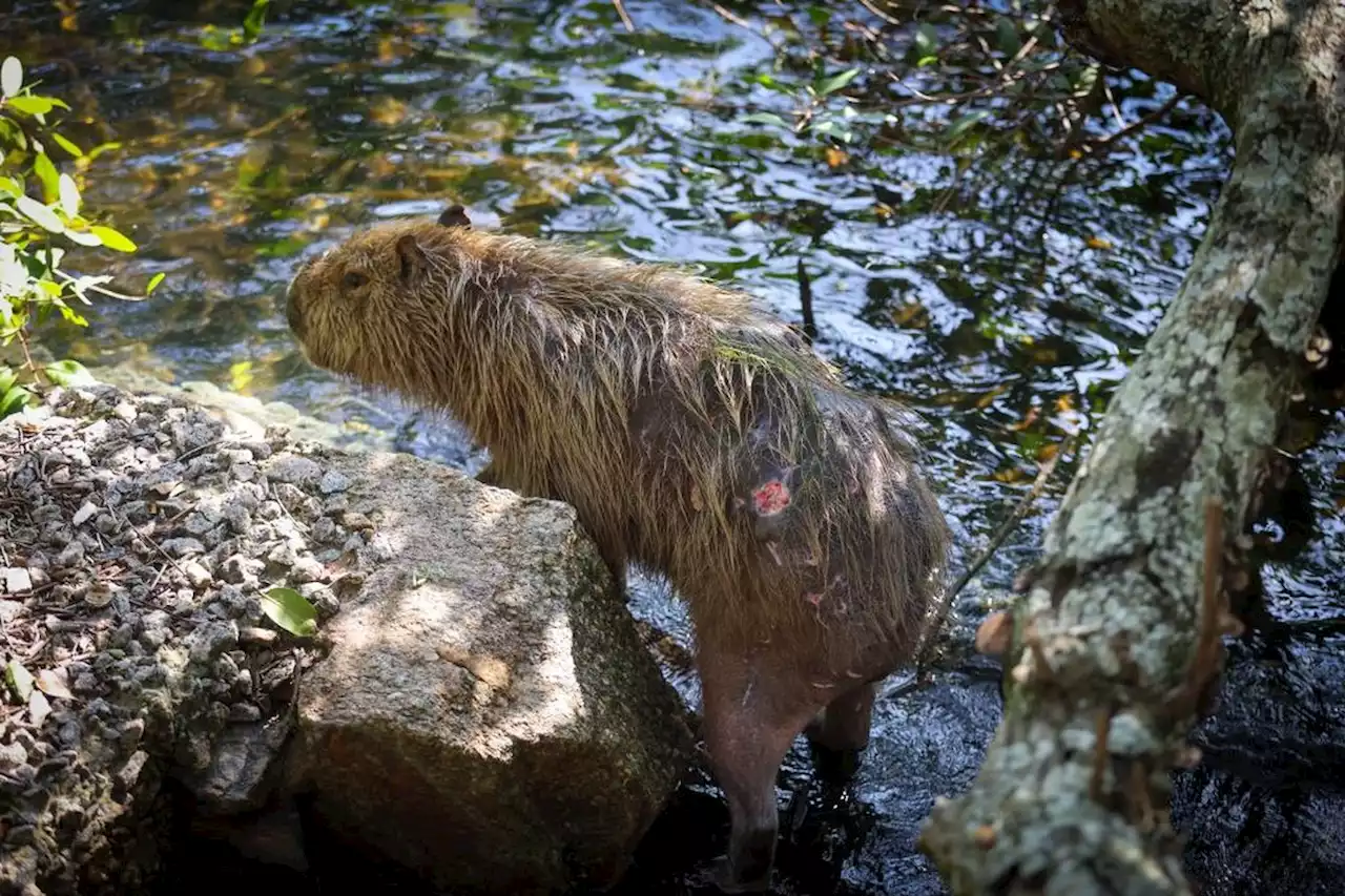 Capivara é encontrada ferida na Lagoa Rodrigo de Freitas