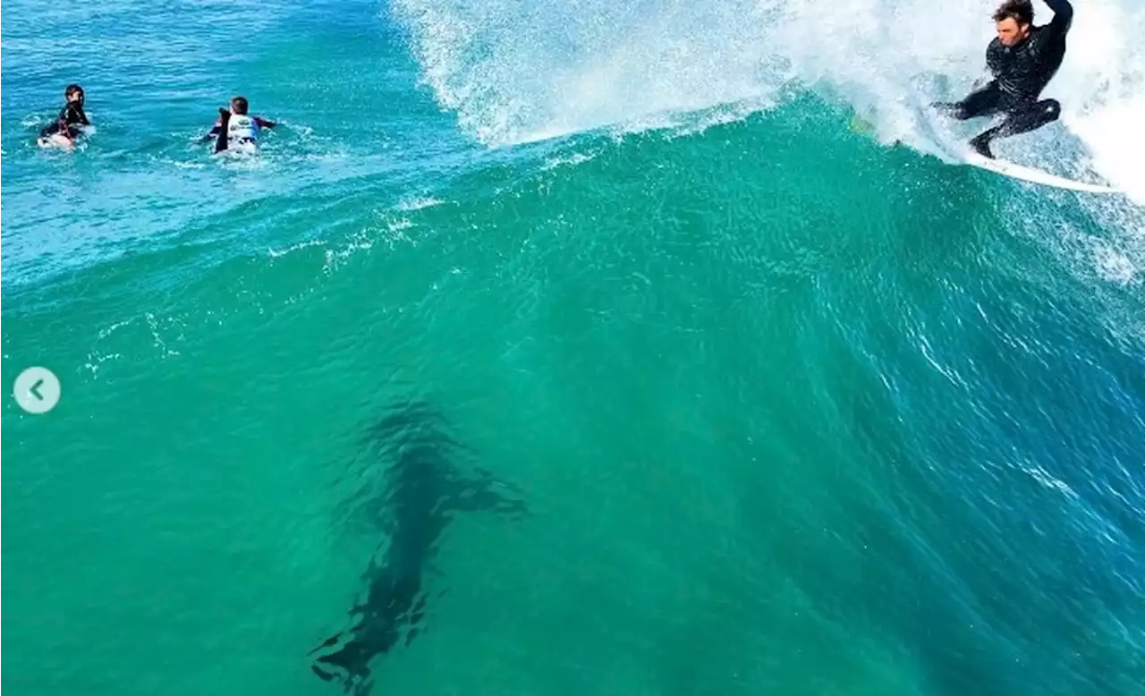 Tubarão é filmado perto de surfistas em Jeffreys Bay, durante treino para circuito mundial