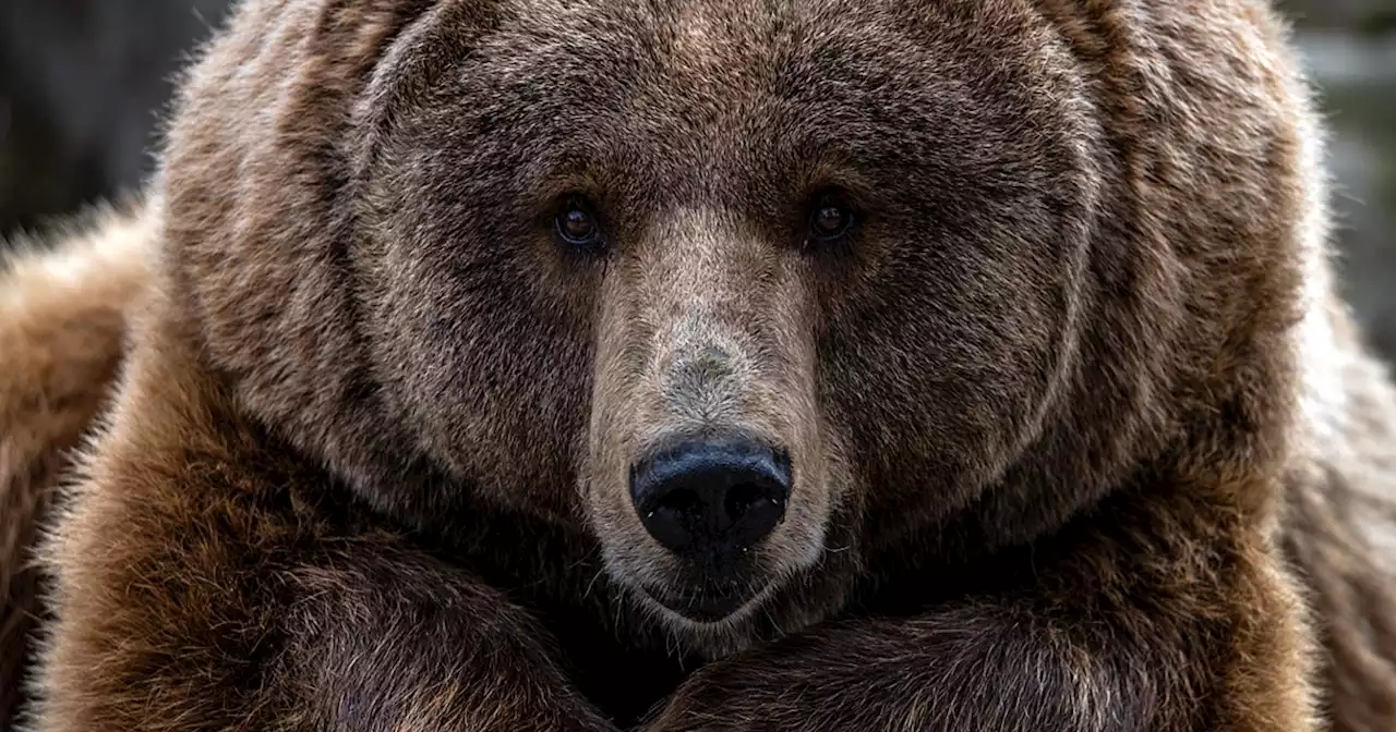 Reiterin in Tirol von Bär angefaucht und verfolgt