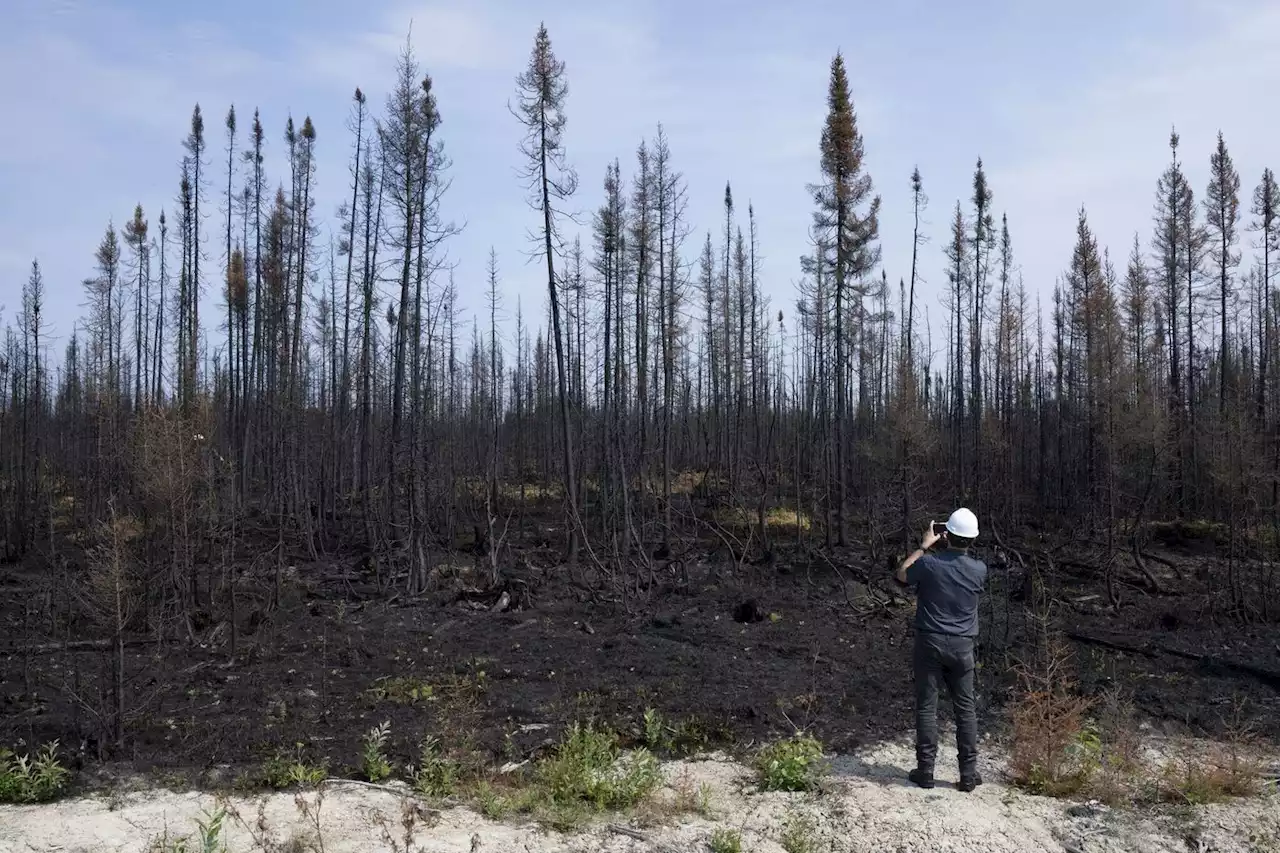 Mégafeux au Canada : les autochtones Cris contraints à l’évacuation