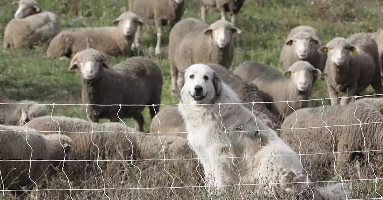 Saint-Étienne-les-Orgues : un collectif de citoyens formé contre les chiens de bergers