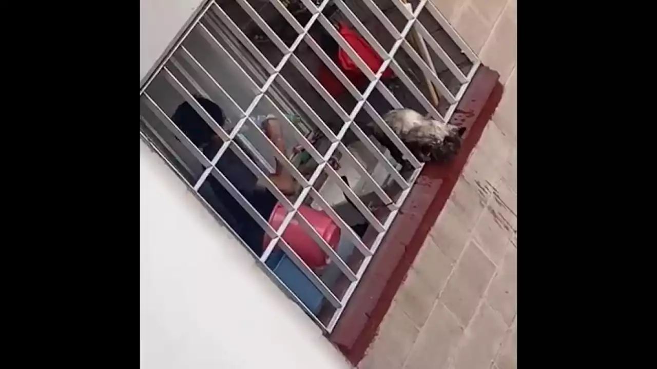 Joven golpea a un gatito; vecinos lo captan y fundación acude a rescatarlo