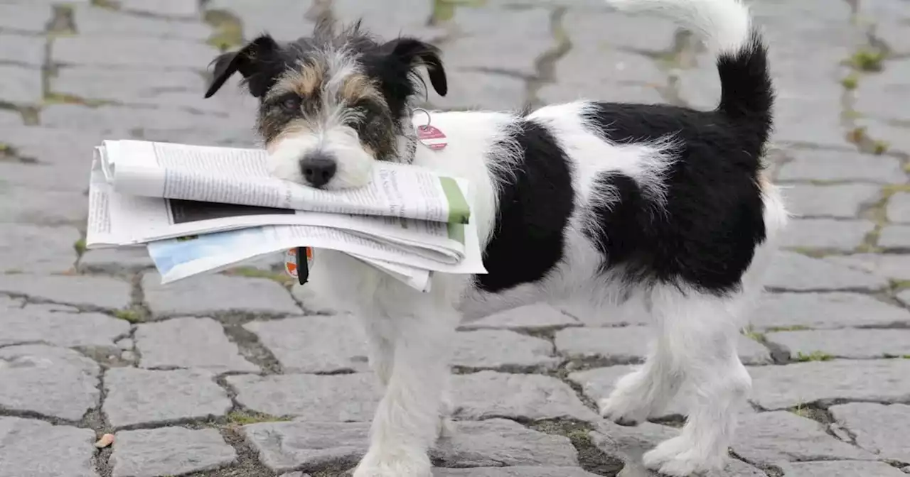 Cómo los perros pueden ser excelentes ayudantes en las tareas domésticas | Ciudadanos | La Voz del Interior