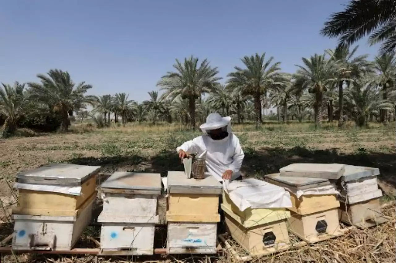 Iraq honey production at the mercy of heat, drought | The Malaysian Insight