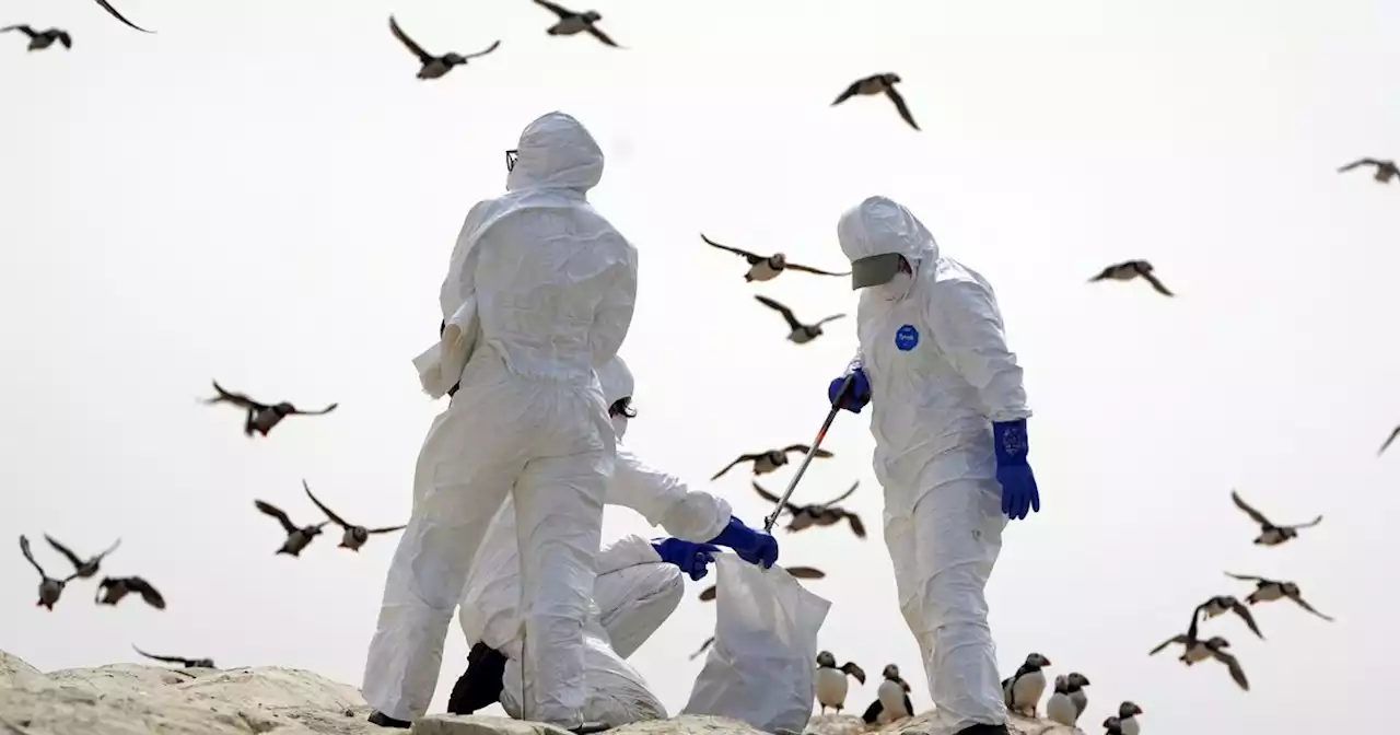 Symptoms of virus sweeping through Europe as bird flu hits UK