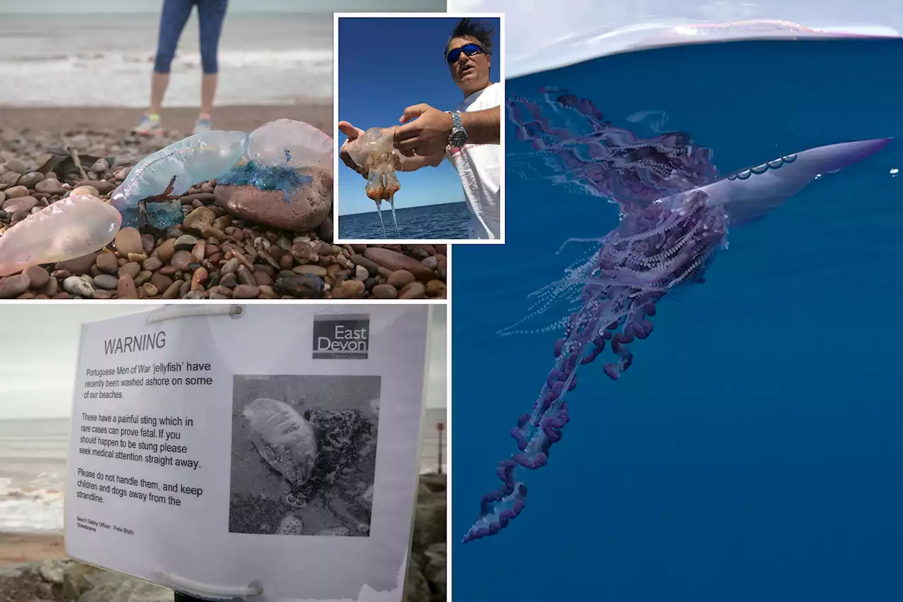 NY swimmers should brace for ‘devastating’ Portuguese man o’ war, expert says