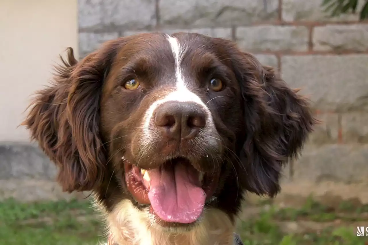 Meet the dogs helping sniff out pathogens at a B.C. hospital