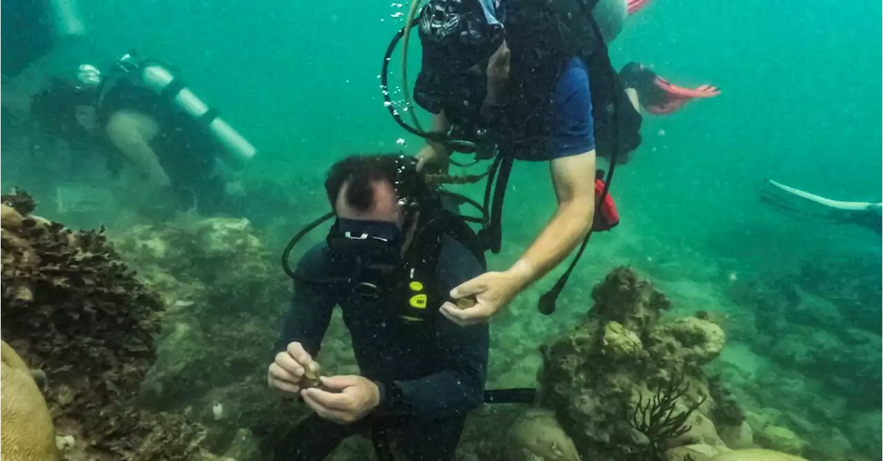 Florida's rising water temperatures raise concerns for health of coral reefs, scientists say