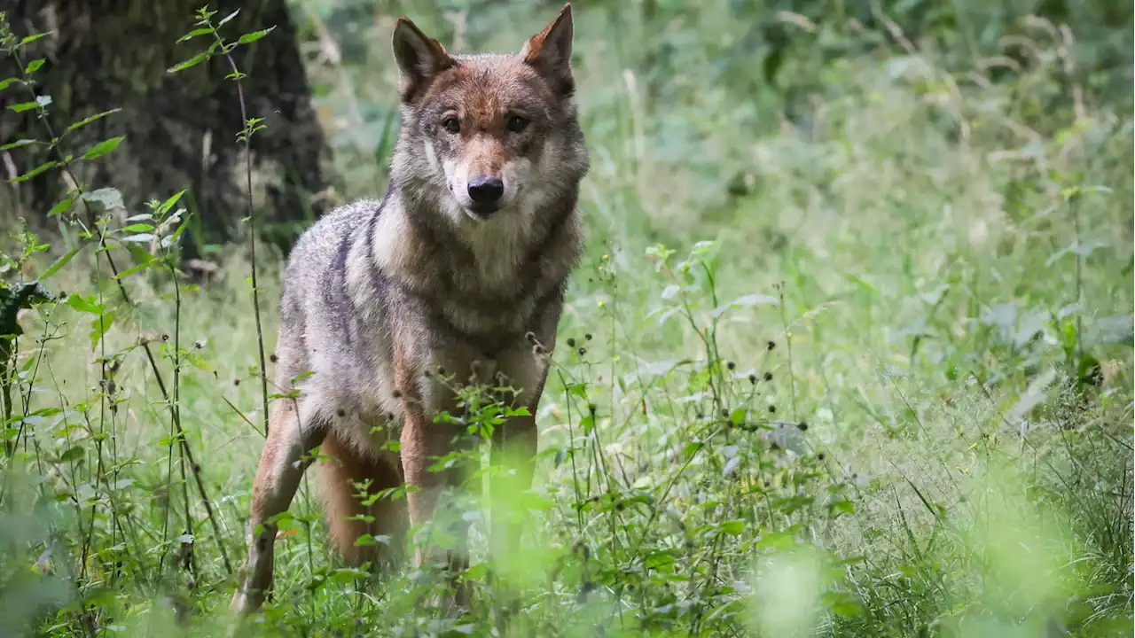 Sehde (Niedersachsen): Wolf erschossen, zerstückelt und in Fluss geworfen - 15.000 Euro Belohnung für Hinweise