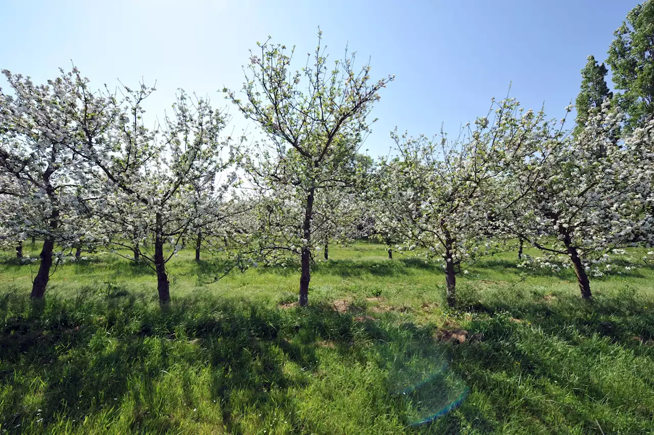 Tarn : 7.500 pommiers saccagés dans une exploitation agricole