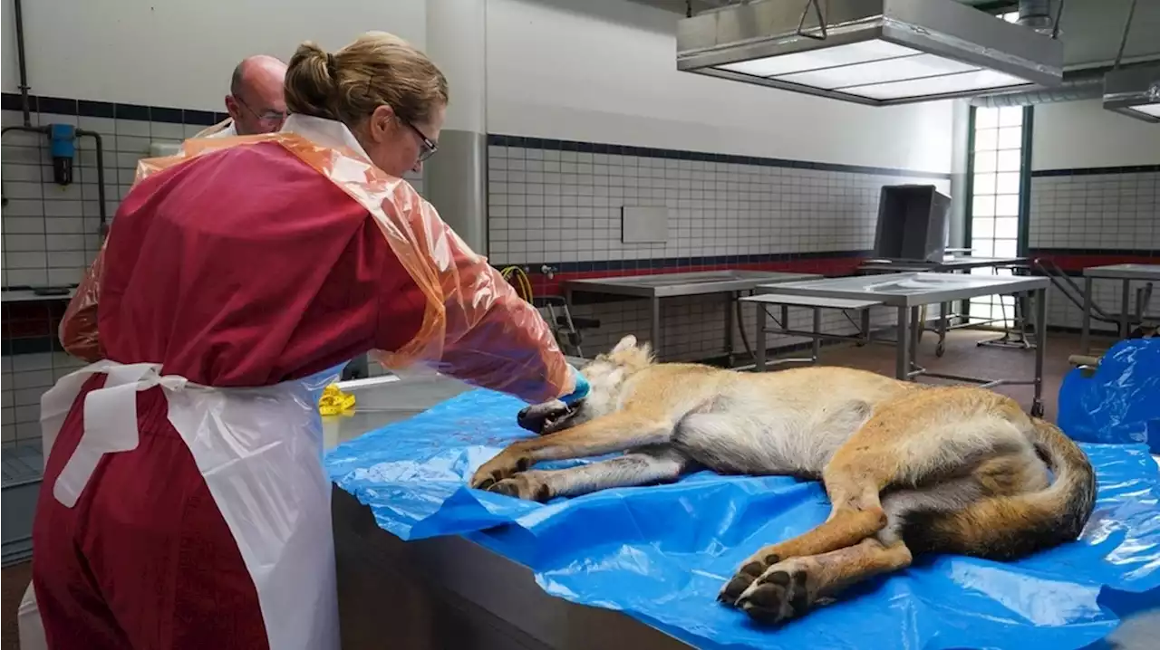 De Week van Drenthe: Nieuwe gedeputeerde geïnstalleerd en ophef over doodschieten wolf