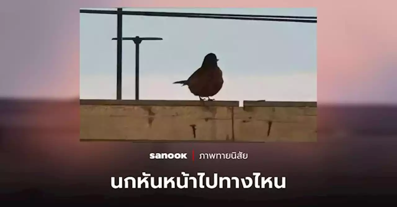 นกหันหน้าไปทางไหน คำตอบที่เลือกช่วยบอกว่าคุณ “ชีวิตดี” หรือไม่ในตอนนี้