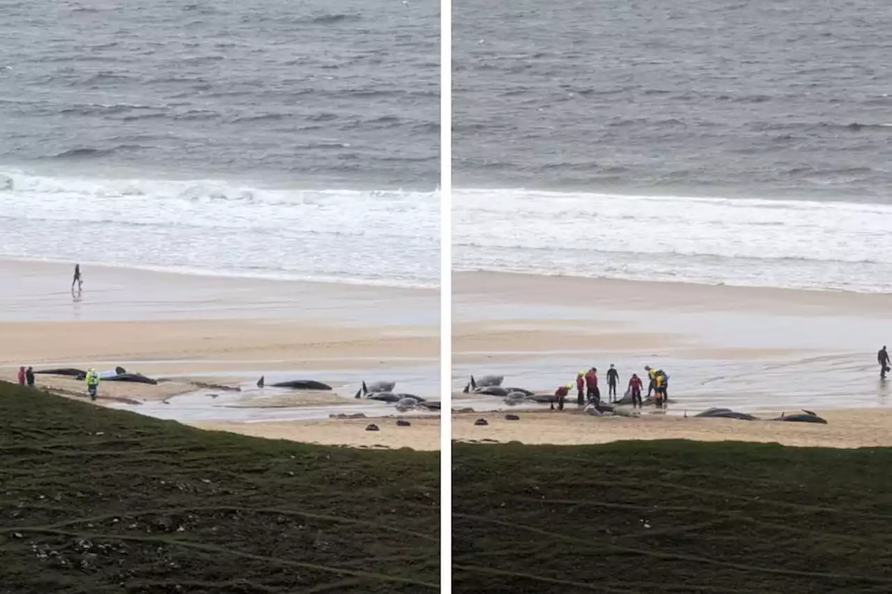 Entire pod of 55 whales dies following mass stranding in Lewis