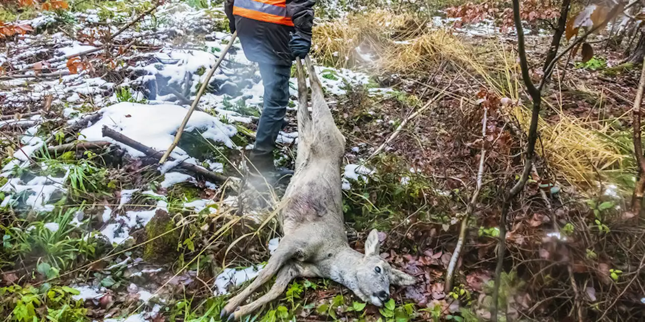 Es soll mehr Wild geschossen werden: Die Jäger treten in den Klimastreik