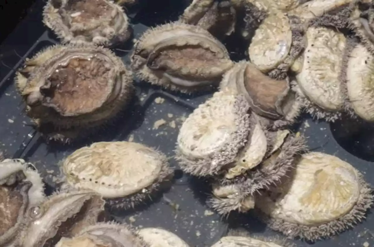 Constantia and Cookhouse: Seven days and two busts net abalone worth millions | The Citizen