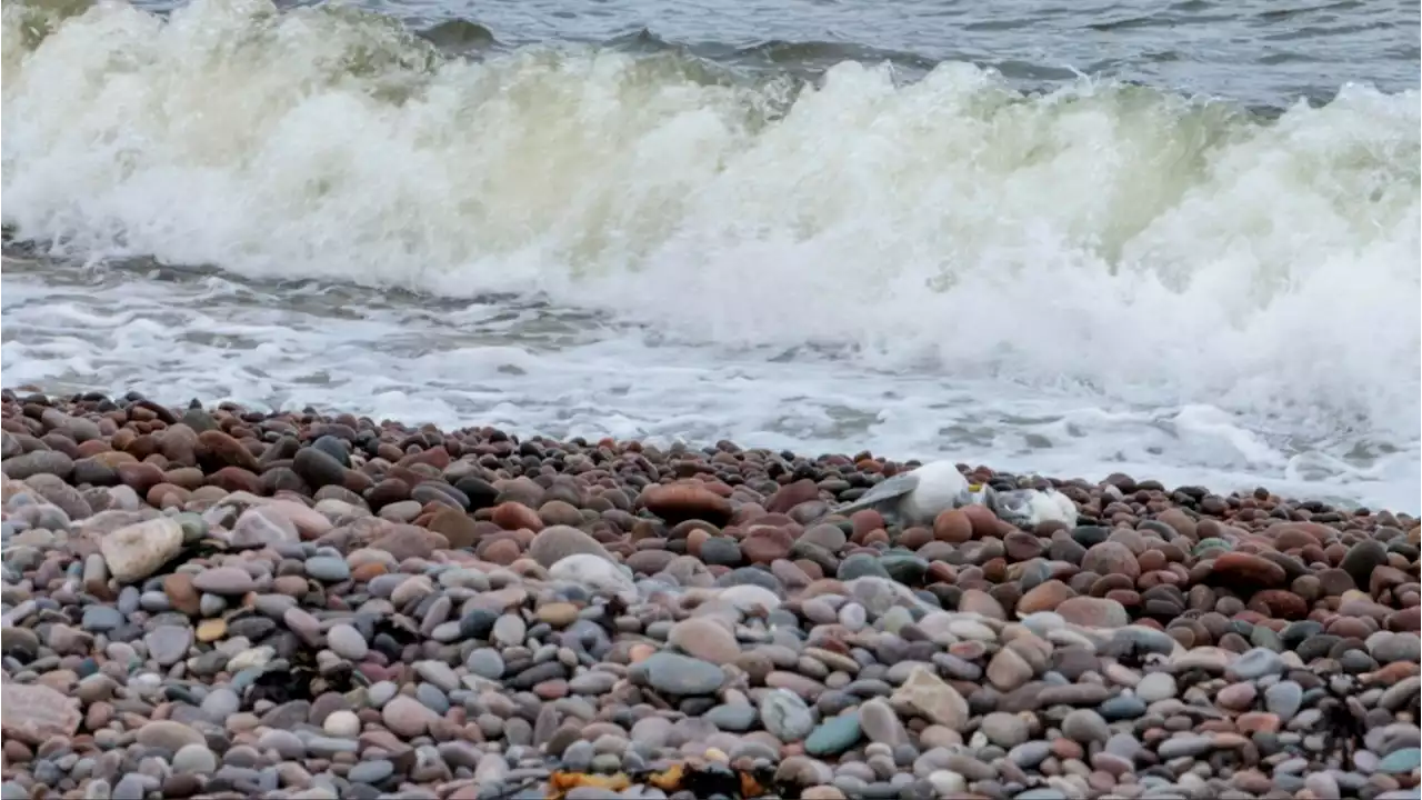 Urgent warning as 2,000 dead birds wash up on Scots beach in less than a week