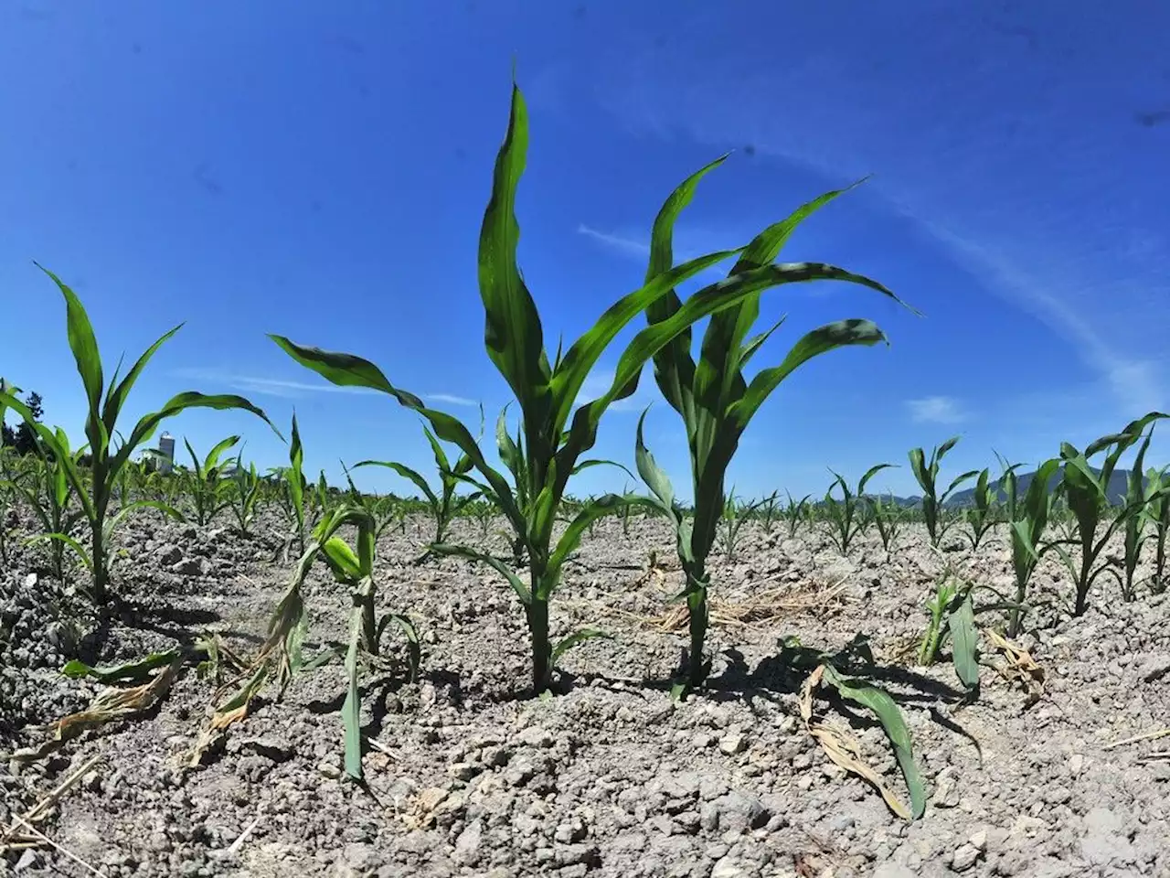 B.C. Climate News: Residents urged to conserve water as drought conditions worsen | June hottest month on record