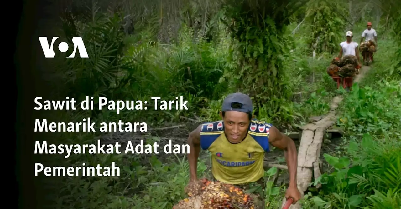 Sawit di Papua: Tarik Menarik antara Masyarakat Adat dan Pemerintah