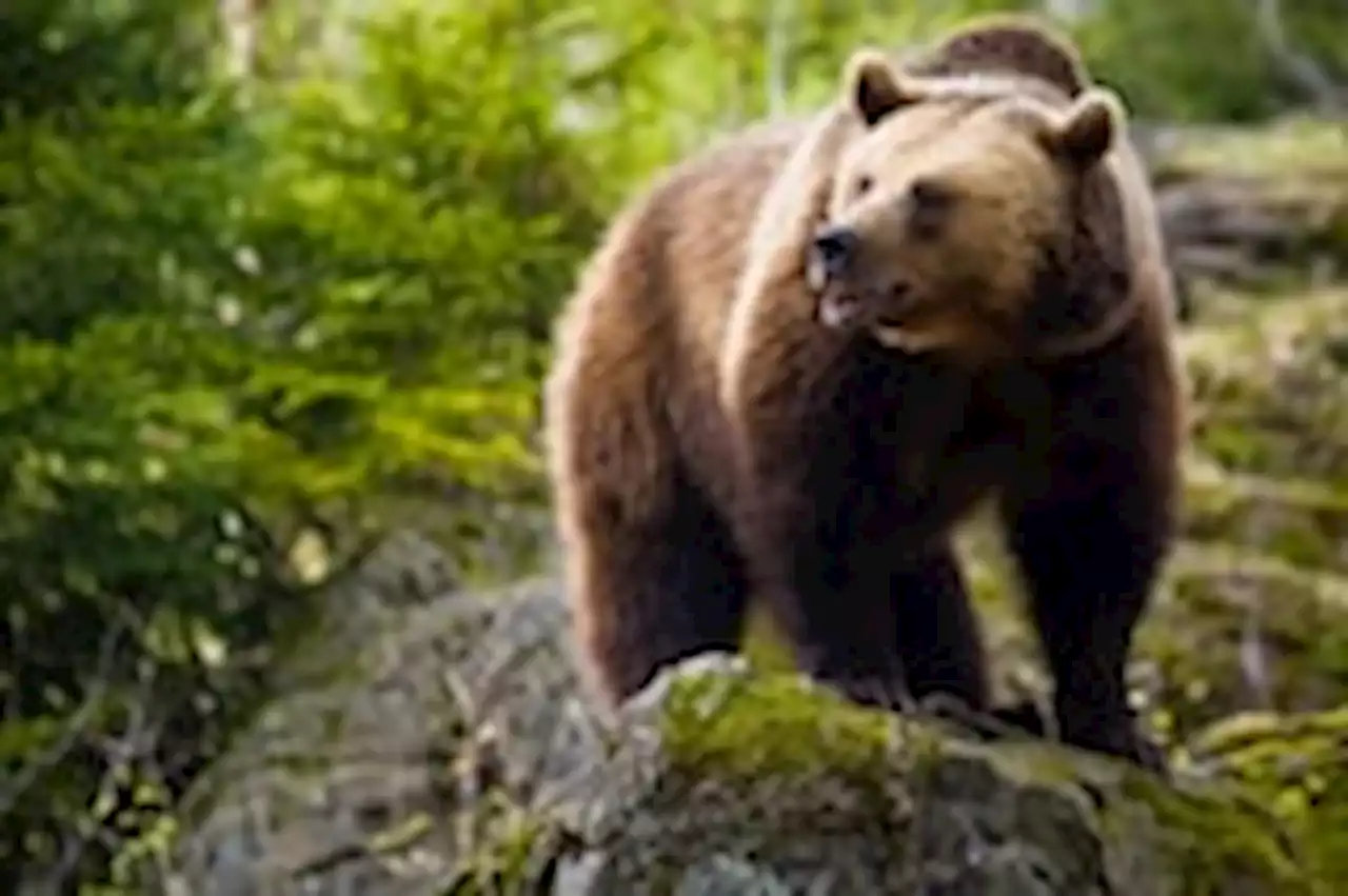 Italy welcomed back bears. Now a fatal mauling is dividing the nation.