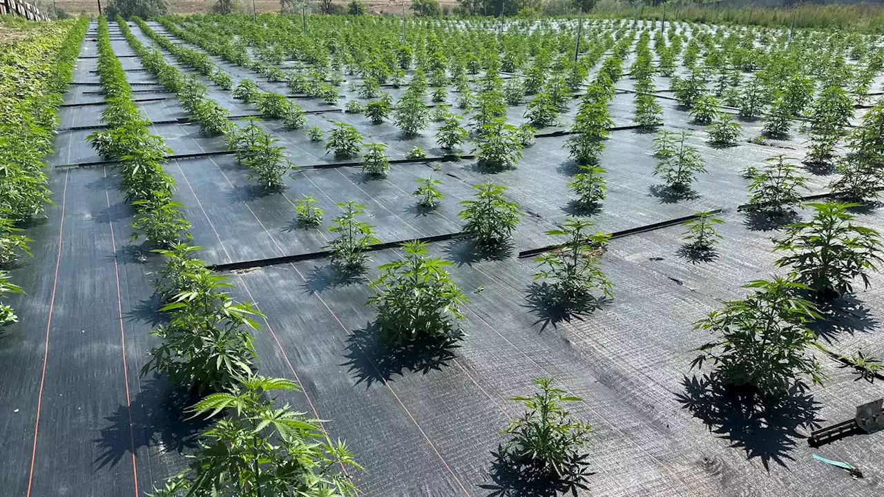 Washington legal pot farms get back to work after pesticide concerns halted operations